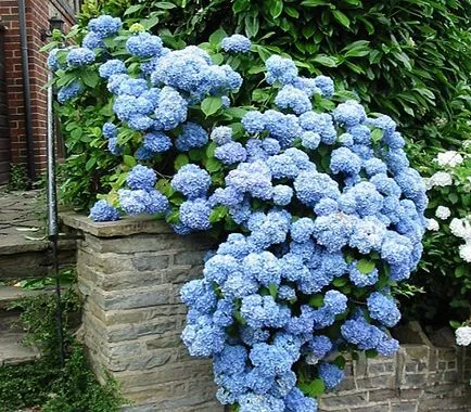 Hortensie în grădină