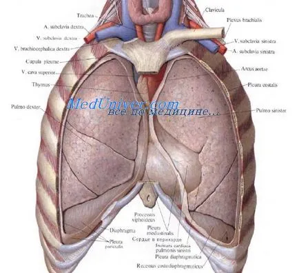 Limitele anatomia inimii - tratamentul cardiac