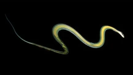 Fapte interesante despre șerpi