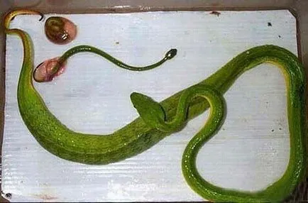 Интересни факти за змиите