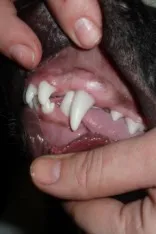 câini malocclusion