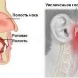 Уилоу - какво е значението на тези знаци - народни предзнаменования