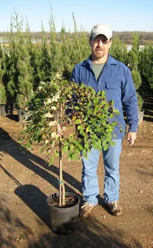 Pendula de plantare de capră de salcie și de îngrijire, Retezare, boala, recenzii, fotografii