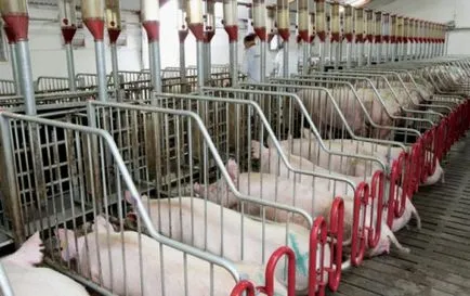 Изкуственото осеменяване на свине в страната
