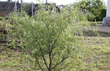 Willow gömb alakú ültetés, gondozás, tenyésztés