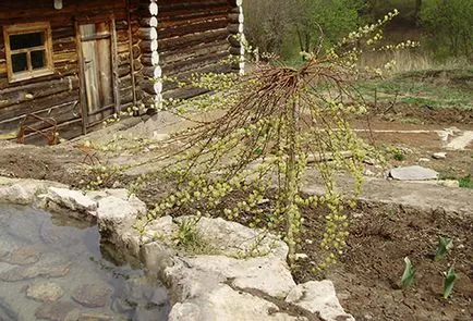 Kecske fűz Pendula