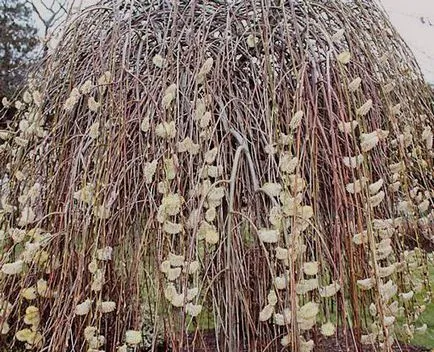 Pendula de plantare de capră de salcie și de îngrijire, Retezare, boala, recenzii, fotografii