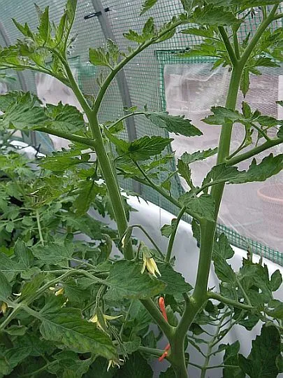 Как да се образуват два пръта домати, в които предимствата на този метод