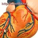 Cum de a trata hipertrofia ventriculară stângă