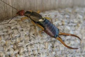 Hogyan lehet megszabadulni a earwigs a helyszínen és a házon