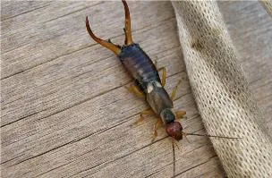 Hogyan lehet megszabadulni a earwigs a helyszínen és a házon