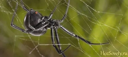 Hogyan lehet megszabadulni a pókok a házban, egy lakás, egy üvegház, kert