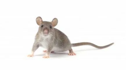 Cum să scapi de șobolani în căile de atac populare pui coop