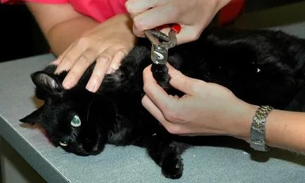 Cum să tăiați ghearele unei pisici