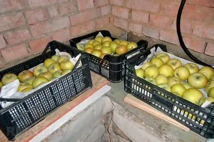 Hogyan és milyen hőmérsékleten kell tárolni alma a téli otthon egy lakásban, a pincében, a