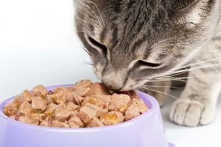 Cum de a obișnui pisica la produsele alimentare de origine