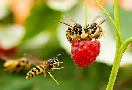 Cum să scapi de viespi în stup de a ajunge