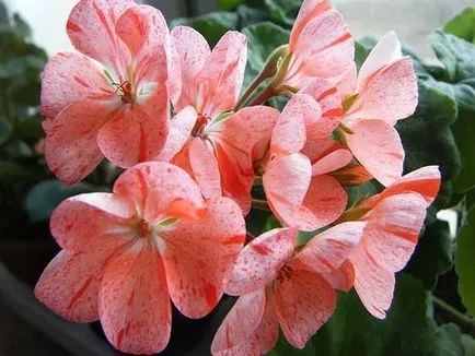 Milyen muskátlik ott - fajok Pelargonium - tervezés lakás