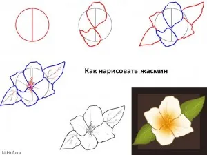 Как да се направи ваза с астри етапи молив - как да се направи ваза картина етапи ваза