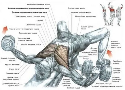Как да се изгради гръдните мускули люлка гира в гърдите с дъмбели