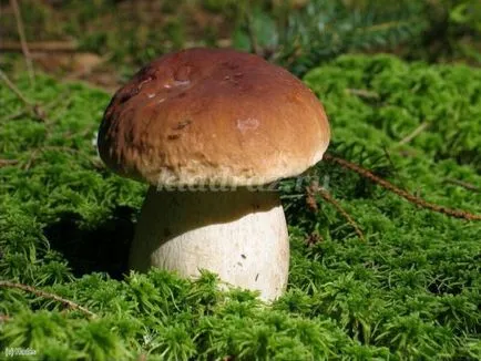 Cum să atragă pași guașă ciuperci Boletus pentru copii