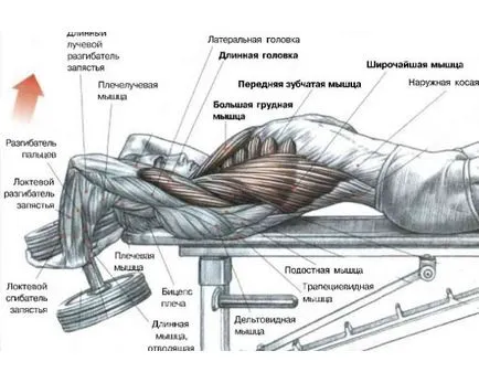 Cum de a construi muschii pieptului leagăn gantera piept cu gantere