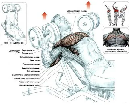 Как да се изгради гръдните мускули люлка гира в гърдите с дъмбели