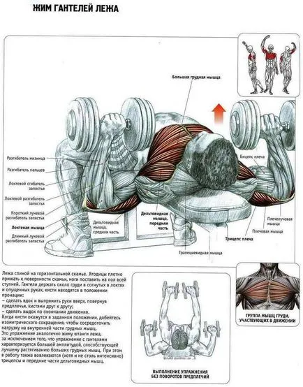 Cum de a construi muschii pieptului leagăn gantera piept cu gantere