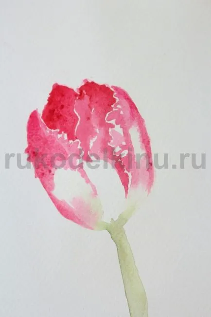 Hogyan kell felhívni a tulipán akvarell