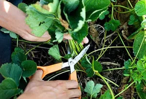 Hogyan kell kezelni a földieper az ősszel metszés, műtrágyázás, menedéket a téli