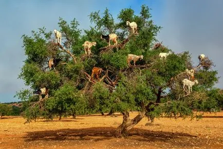 Cum de a determina uleiul de argan prezent