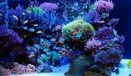 Какво е по-добре да се избере един аквариум и купи