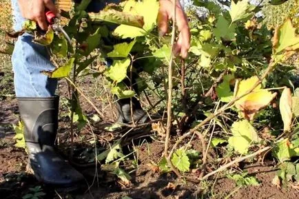 Как да се подготвим за зимата френско грозде есента грижи, резитба, торове