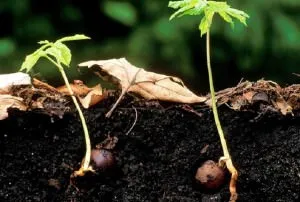 Cum de a planta un castan în creștere răsaduri de nuc și în țară, de îngrijire și boli dăunători,