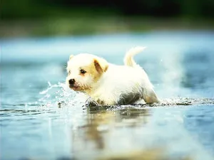 Hogyan fürödni a kutya következmények nélkül az egészségével