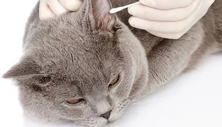 Hogyan kell helyesen tisztítani a fülét egy macska vagy macska otthon