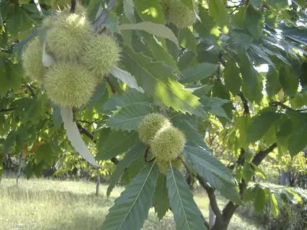 Cum de a planta un castan în creștere răsaduri de nuc și în țară, de îngrijire și boli dăunători,