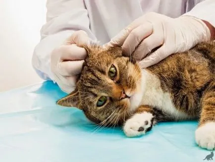 Hogyan kell helyesen tisztítani a fülét egy macska vagy macska otthon