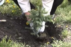 Cum să planteze molid pe site-ul pe care le-a prins rădăcini