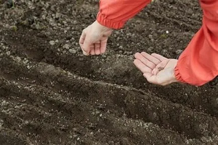 Hogyan kell vetni sóska tél előtt termőföld