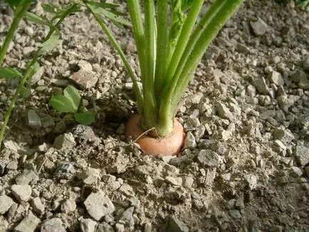 Cum să crească legume