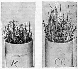 Pe măsură ce plantele se luptă cu seceta și solul salinitatea - Enciclopedia pentru copii (prima ediție)