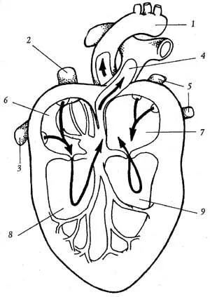 Hogyan működik egy egészséges szív egészséges szív - hogyan működik, cardioschool