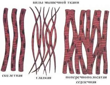 Как да направя мускули