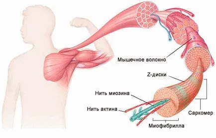 Как да направя мускули