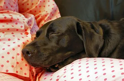 Cum să ia naștere într-un câine Labrador după film naștere