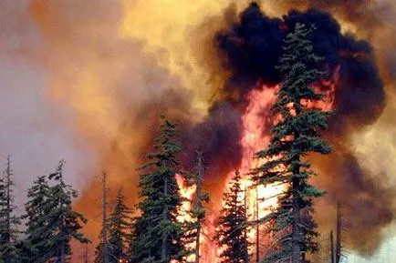 Как да се запали огън в гората или в провинцията - лесно нещо