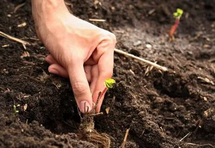 Cum să planteze căpșuni în timpul verii și tehnologia de plantare, video și fotografii