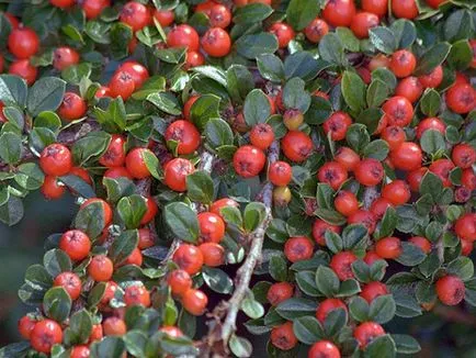 Cum se propaga Cotoneaster moduri diferite