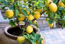Как да расте едно лимоново дърво от семе у дома, тайни на жените